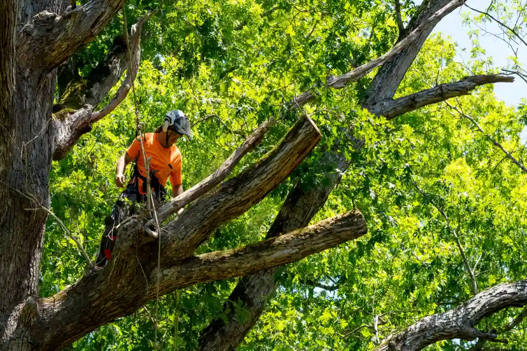 Tree Removal Bass Coast