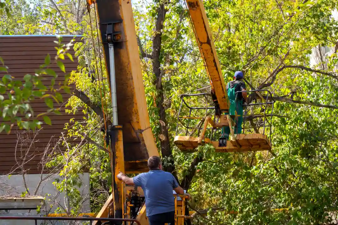 Tree Removal Inverloch
