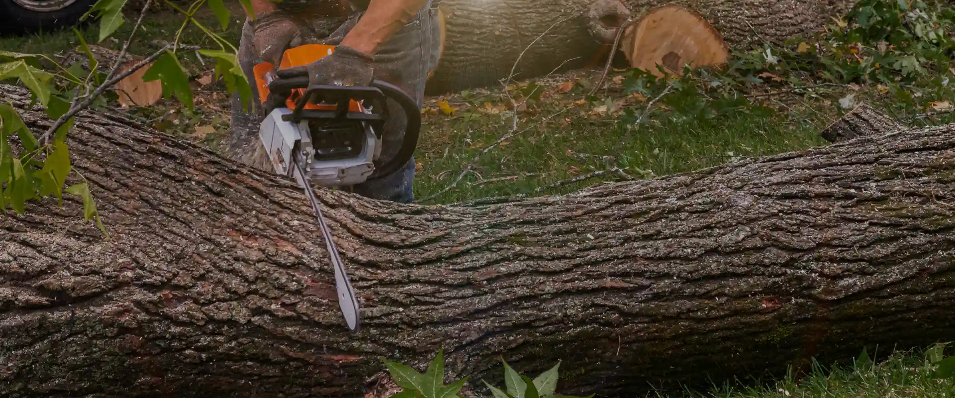 Tree Removal Wonthaggi
