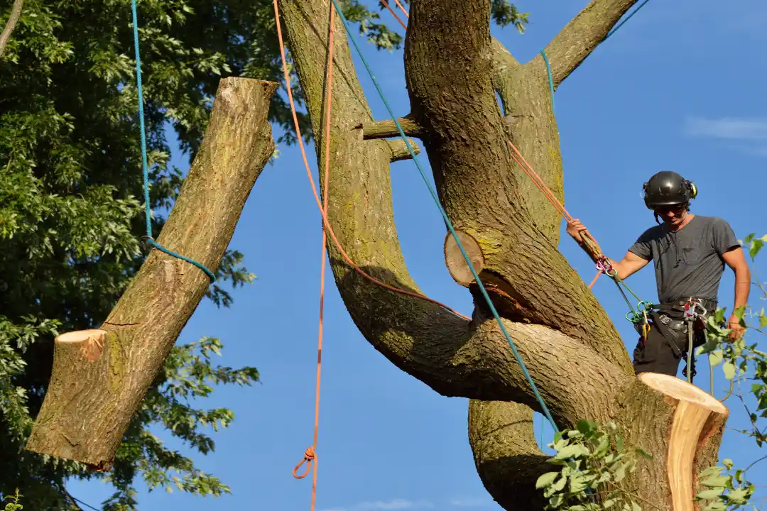 Tree Removal Wonthaggi