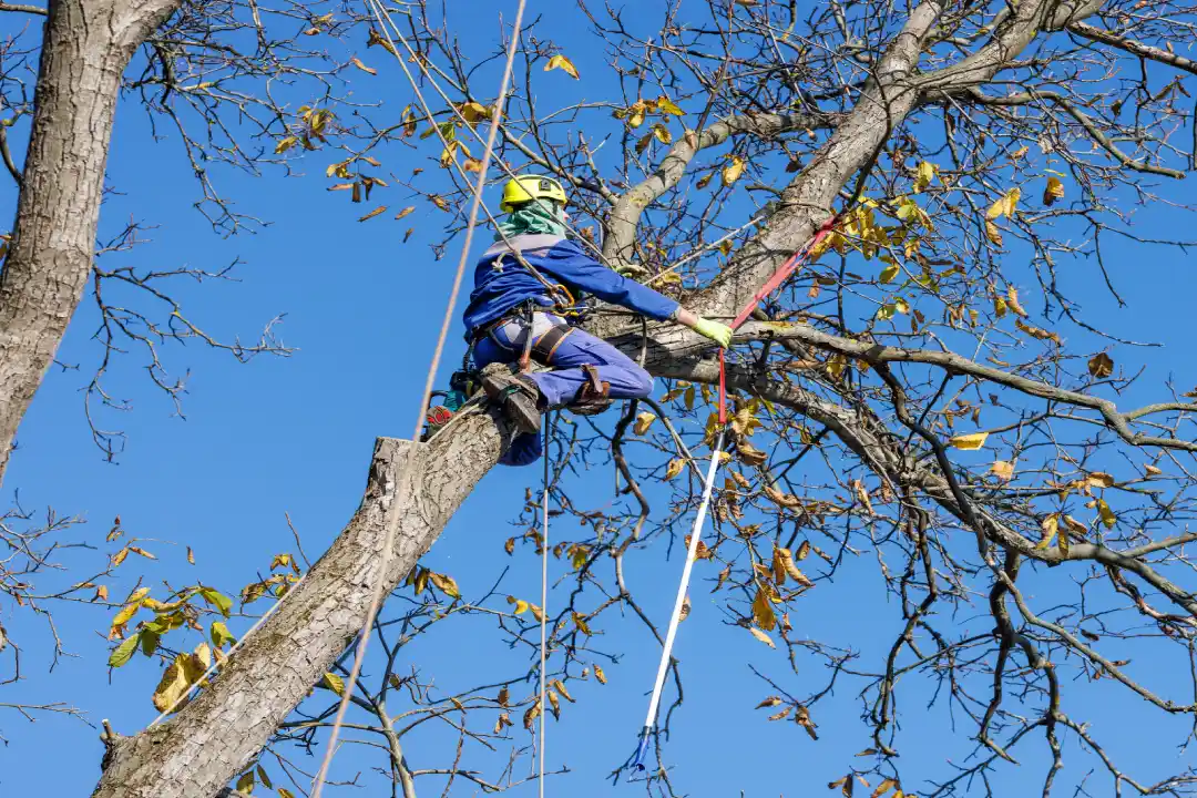 Tree Removal Wonthaggi